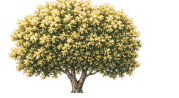 A large, detailed tree with a thick trunk and dense green foliage spreading widely against a white background. Description generated by AI