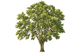 Green leaves and branches extend from the top edge against a white background. Description generated by AI