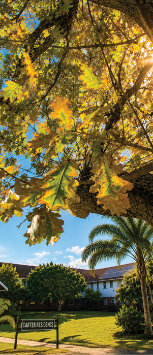 Sunlight filters through autumn leaves on a large tree in a sunny garden with a white house and palm trees in the background. Description generated by AI