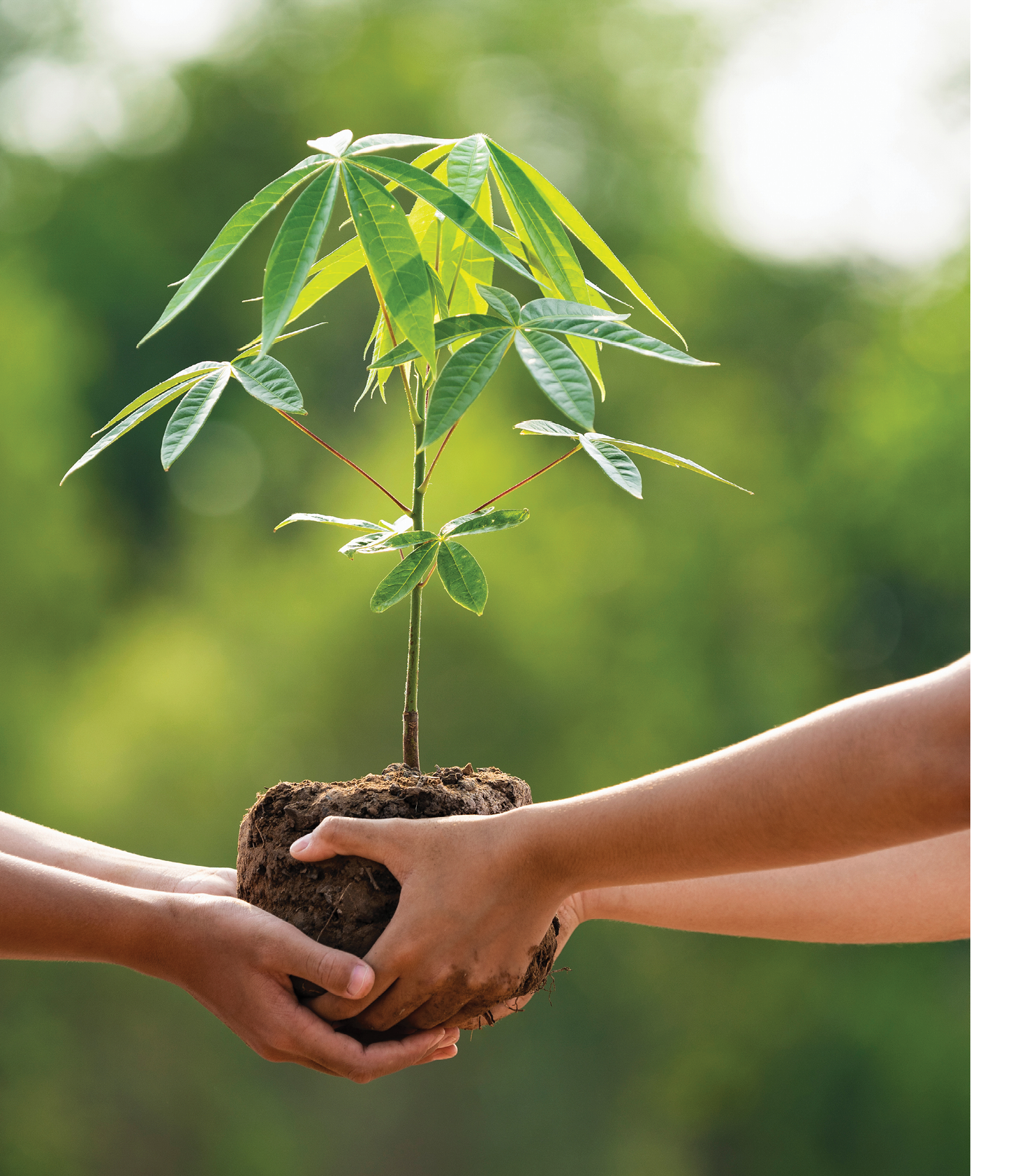 Two people are holding a small green plant with soil against a blurred natural background. Description generated by AI