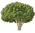 A large tree with multiple trunks and dense green foliage spreading out in a rounded shape. Description generated by AI
