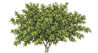 A lush green tree with dense foliage and small orange fruits scattered throughout its branches. Description generated by AI