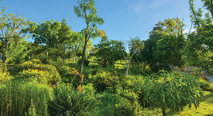 A lush green garden with various trees, shrubs, and plants under a clear blue sky. Description generated by AI