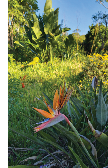 A vibrant bird of paradise flower stands out among green foliage in a sunlit garden. Description generated by AI
