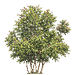 A detailed illustration of a leafy tree with multiple trunks and small red flowers or fruits scattered throughout the branches. Description generated by AI