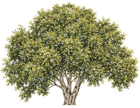 Six detailed illustrations of different types of trees with varying shapes, foliage density, and colors arranged in two columns. Description generated by AI