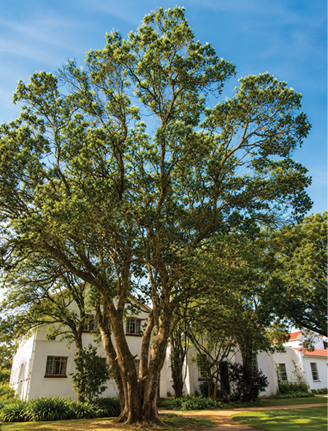 A large leafy tree stands prominently in front of a white building with multiple windows under a clear blue sky. Description generated by AI