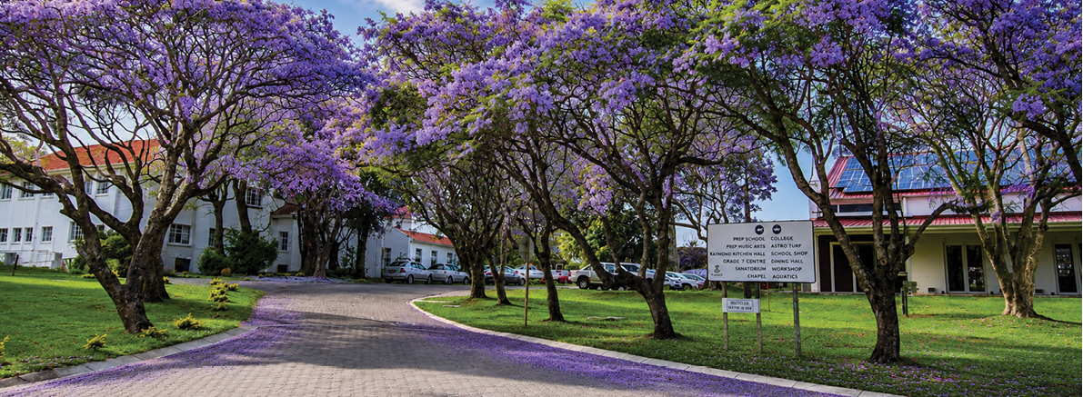 A curved paved pathway lined with trees blooming with purple flowers leads to white buildings under a partly cloudy blue sky. Description generated by AI