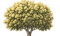 A large, detailed tree with a thick trunk and dense green foliage spreading widely against a white background. Description generated by AI