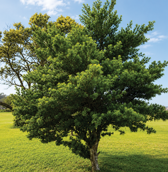 A small tree with dense green foliage stands on a well-maintained grassy lawn under a clear sky. Description generated by AI