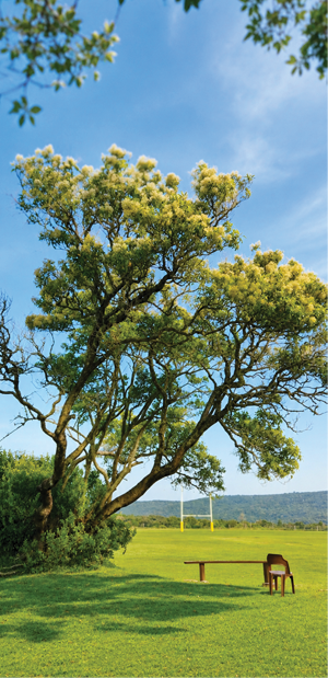 A tree with yellowish-green flowers is set against a clear blue sky with some branches and leaves framing the top corners. Description generated by AI