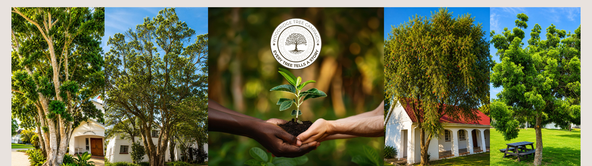 Woodridge-Foundation-Tree-Project2